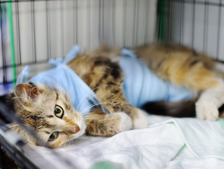 Suffern Veterinary Surgeries
