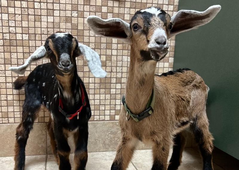 Carousel Slide 5: Suffern Goat Veterinarian
